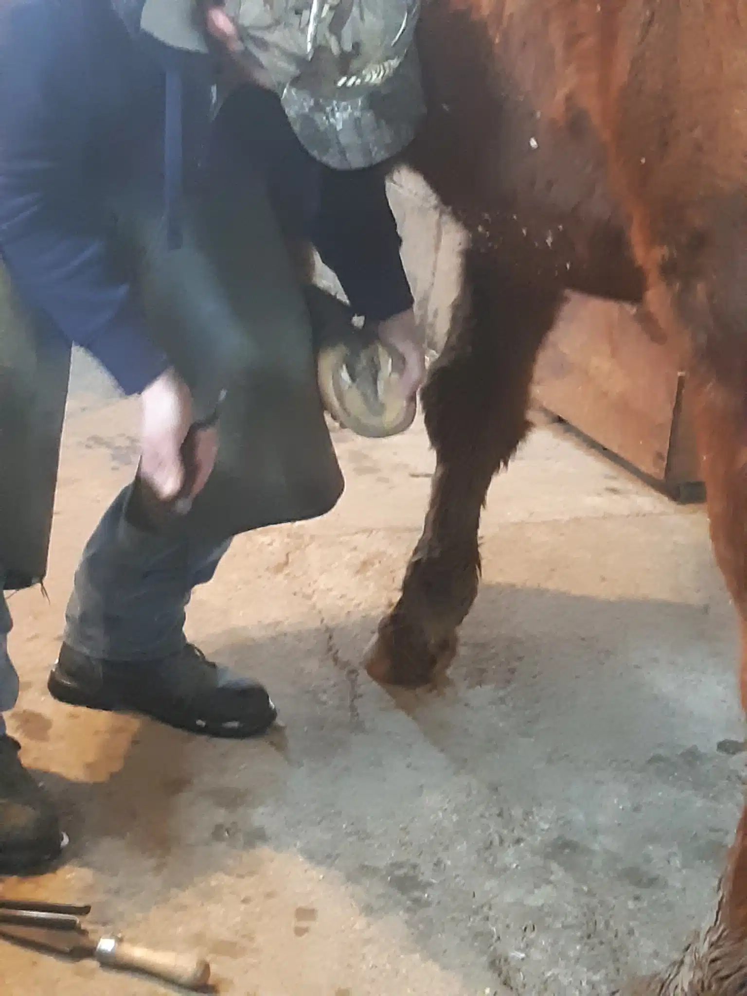 Josh Emsley working on a horse’s hoof during a farrier appointment