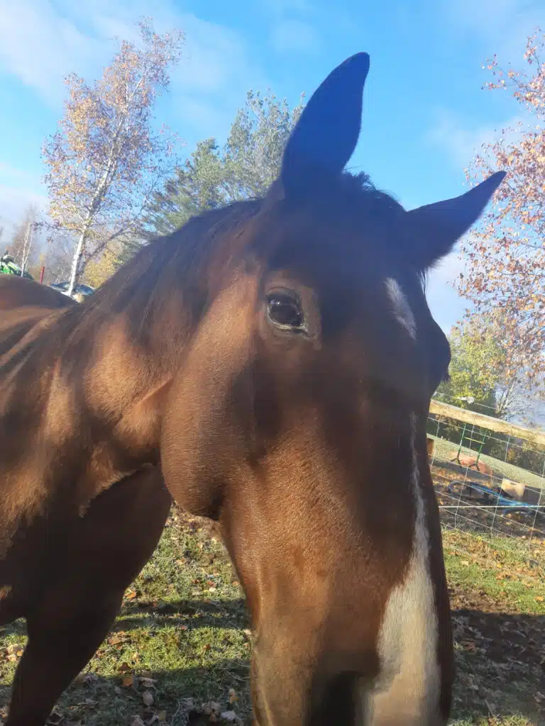 A horse named chase