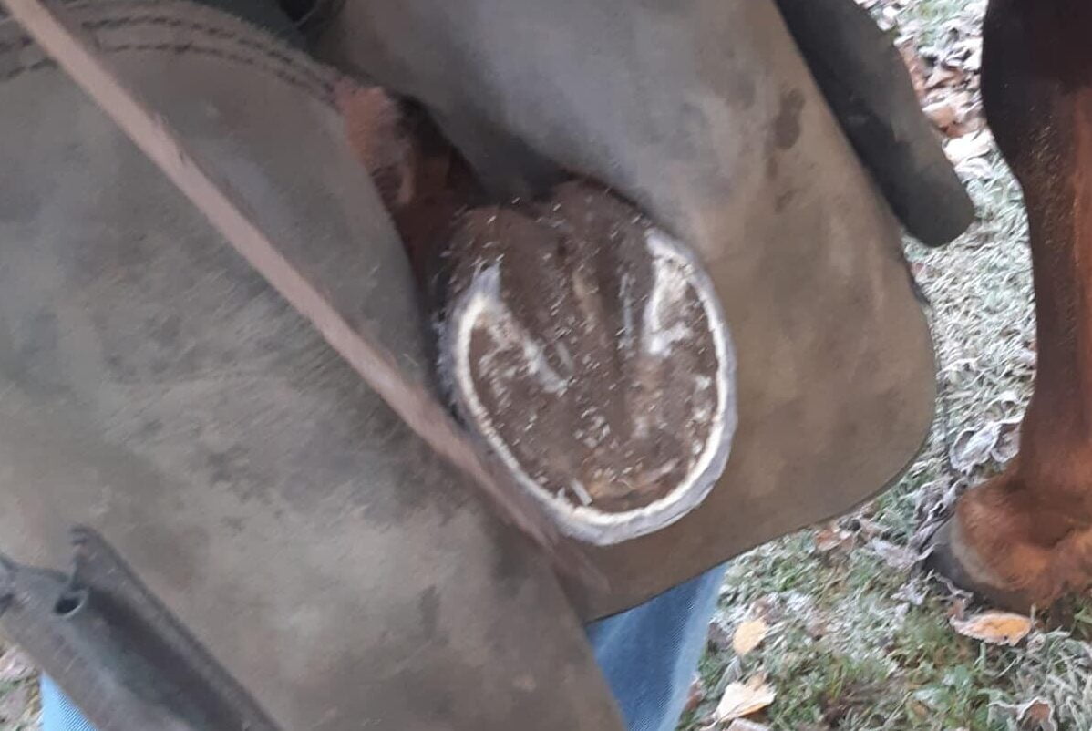 Balanced horse hoof viewed from the side
