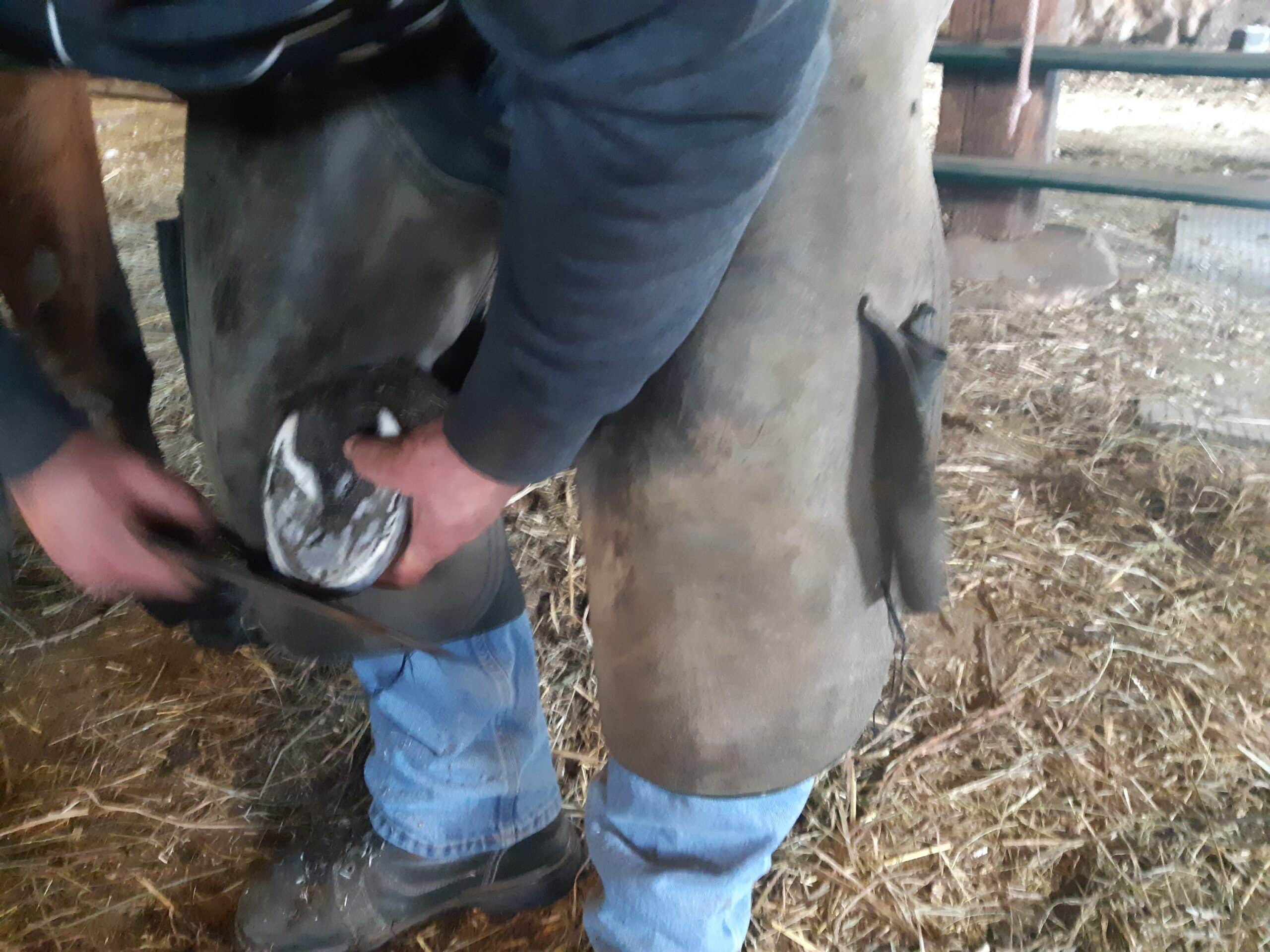 Farrier rasping the hoof wall during a routine trim