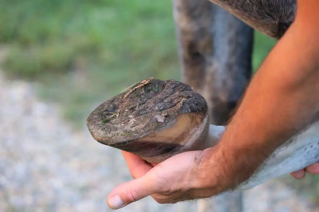 horse hoof, health check, leg-3684511.jpg