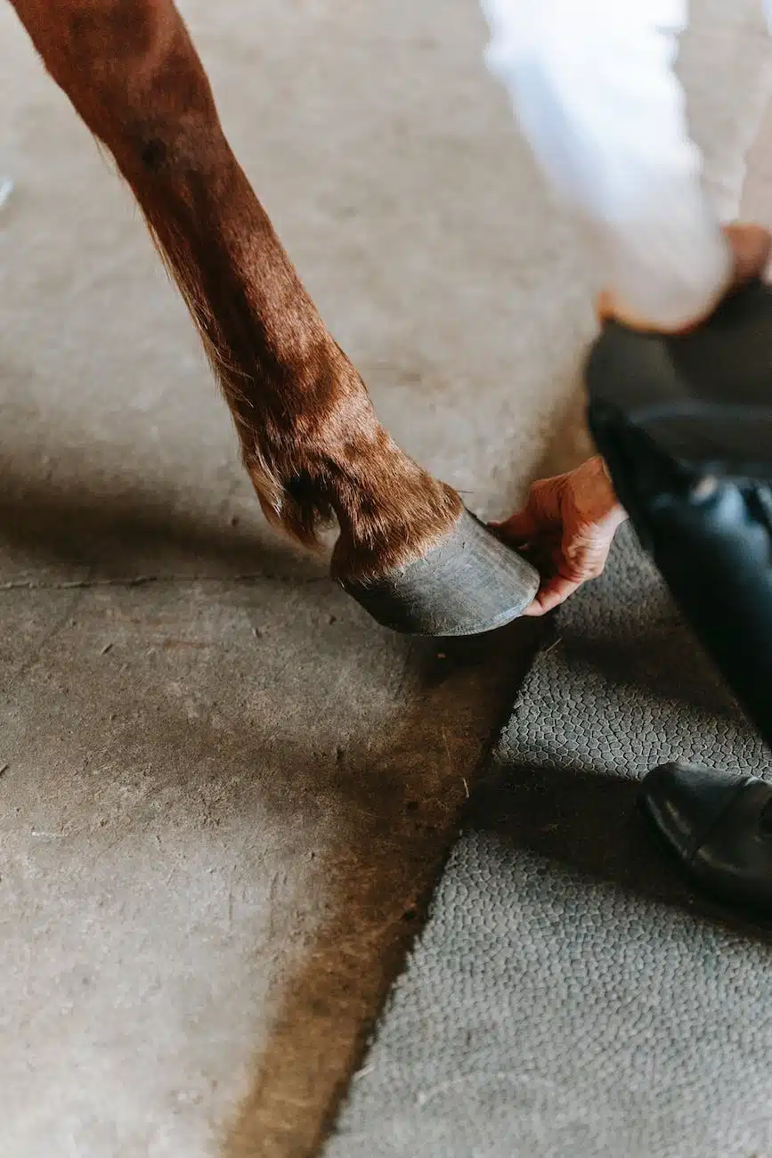 Close-up view of a horse hoof and lower leg