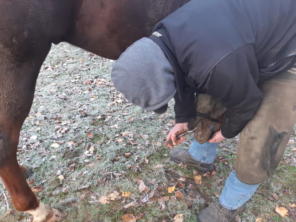 Horse owner safely picking out a horse's hoof