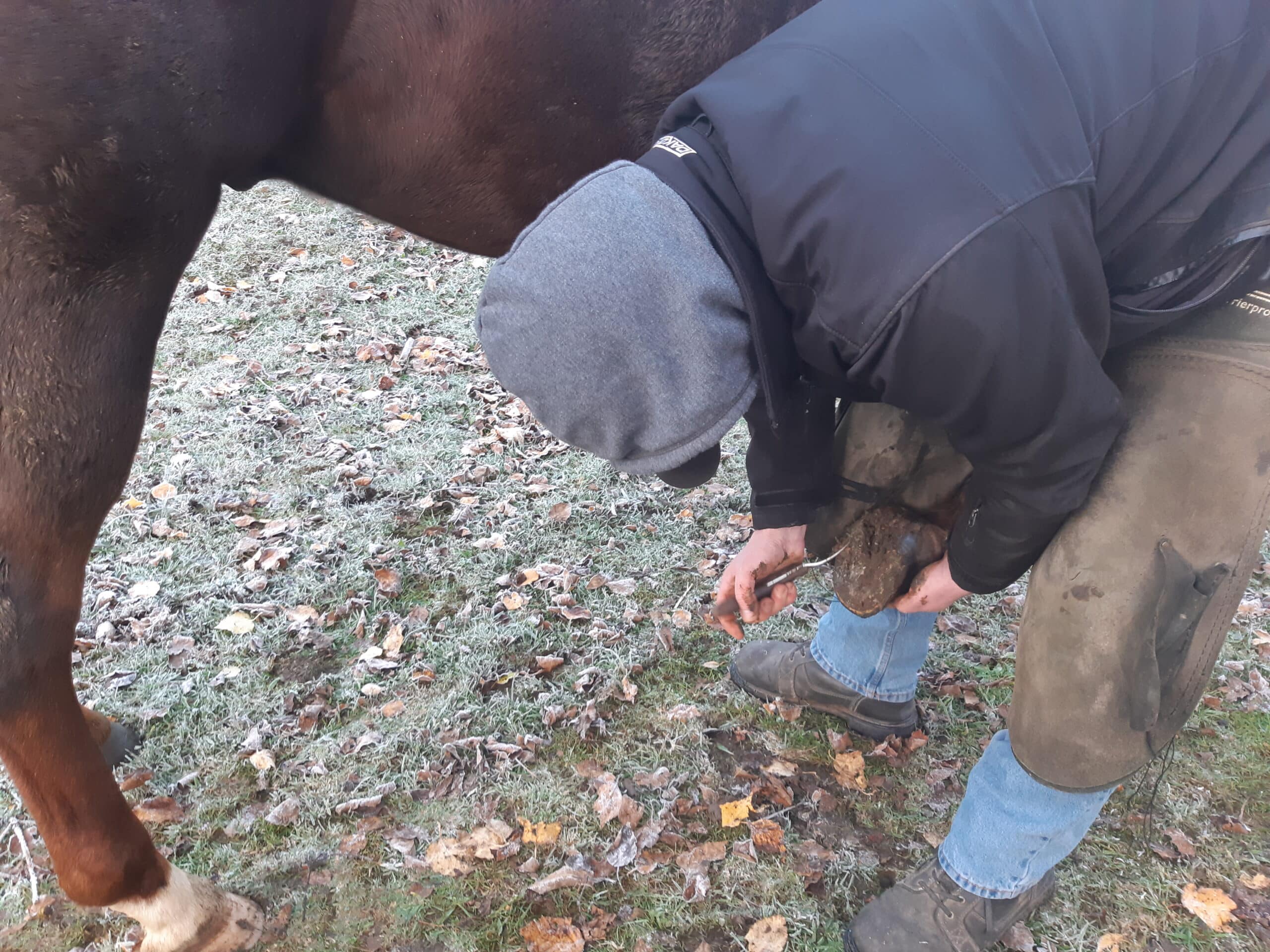 Horse owner carefully picking debris from the sole and frog of a lifted hoof