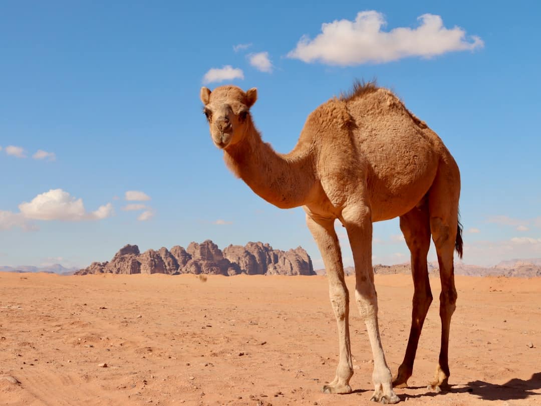 Camel walking over desert sand on broad padded feet
