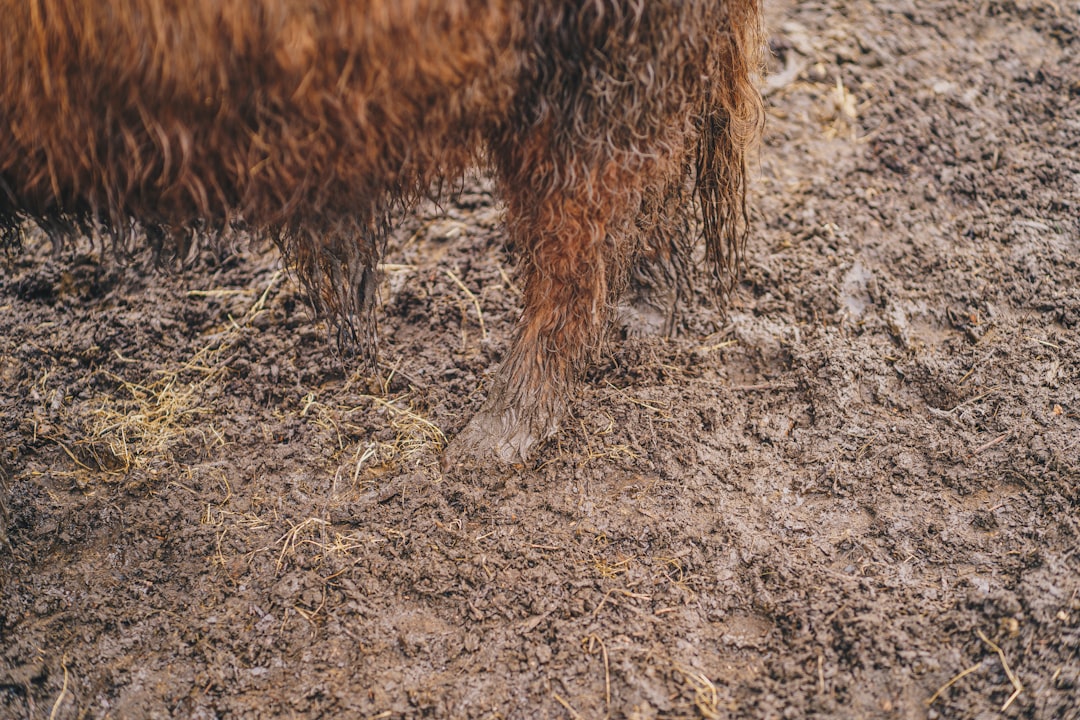 Brown cow standing on firm ground, showing its cloven hooves