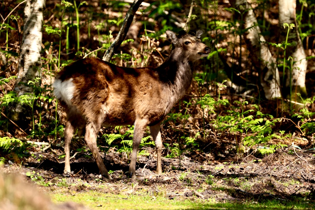 Deer standing in a forest clearing on narrow cloven hooves