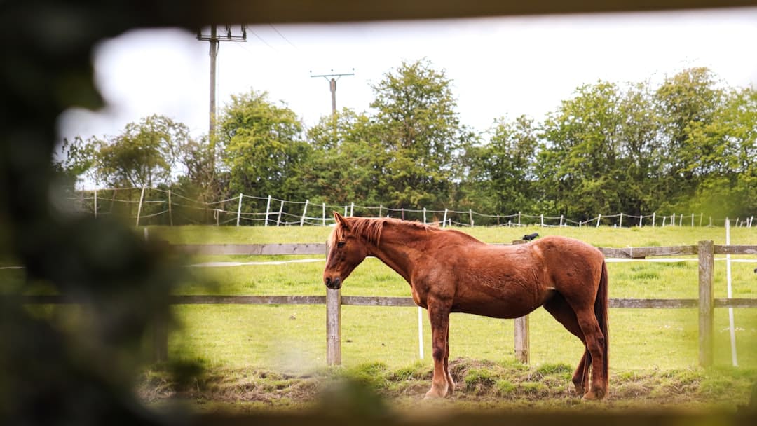 Horse standing in a wet paddock during muddy-season conditions