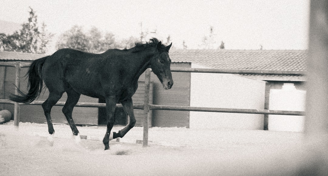 Horse moving across dry sandy footing during hot dry conditions