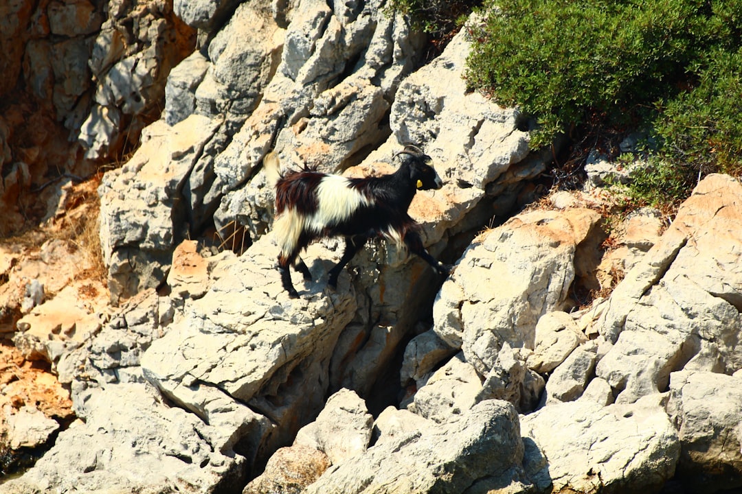 Mountain goat climbing a rocky cliff using its cloven hooves