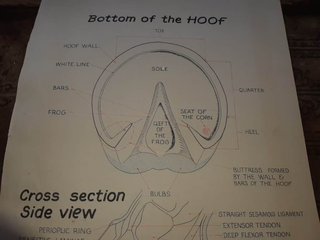 Bottom of a horse hoof showing the frog, sole, bars and hoof wall