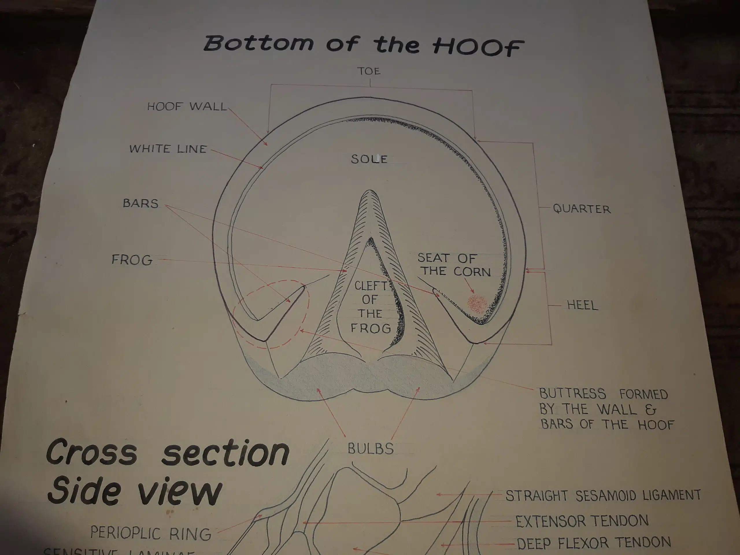 Bottom of a horse hoof showing the frog, sole, bars and hoof wall