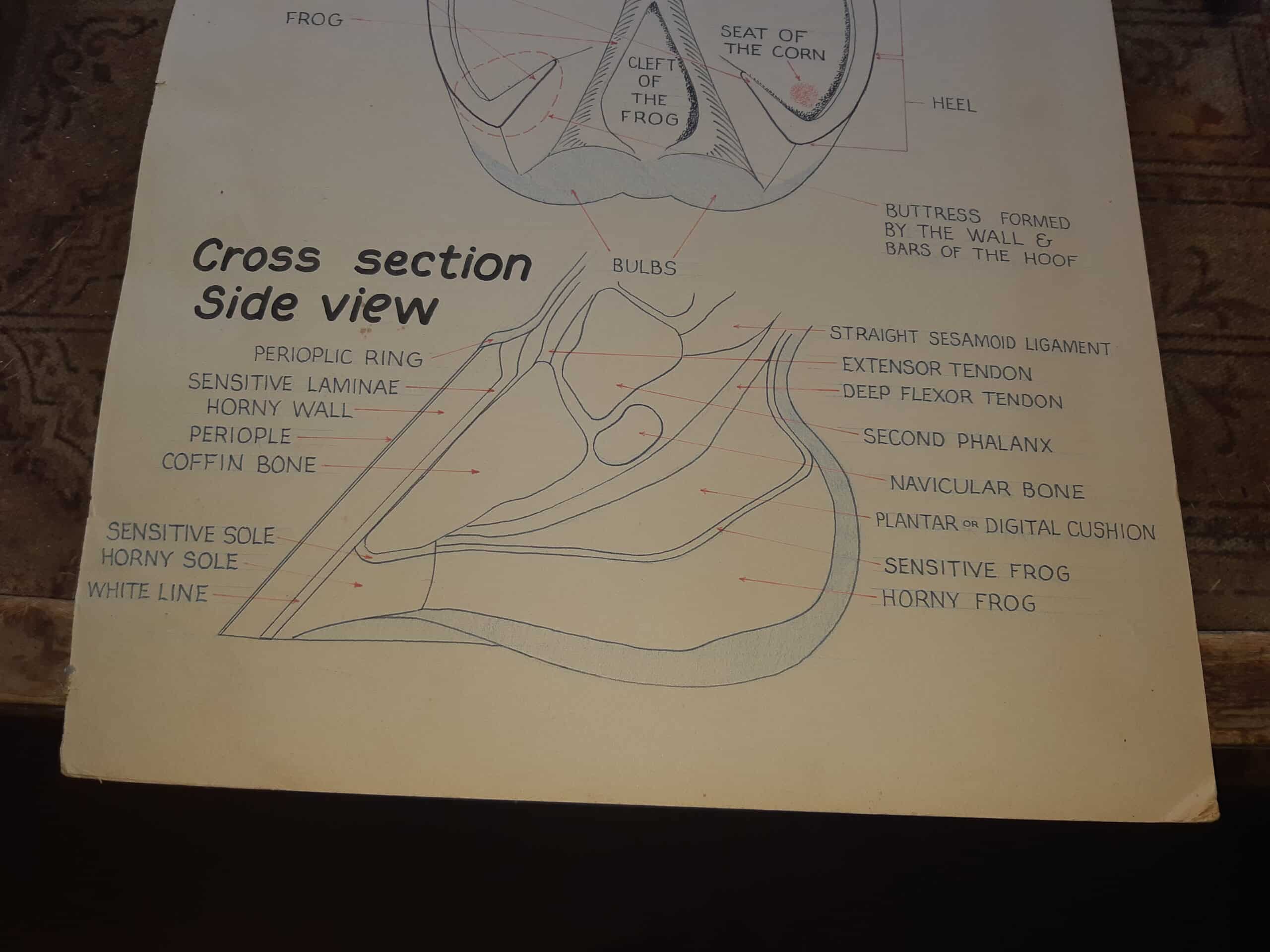 Cross-section view of a horse hoof showing internal structures