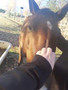 Friendly bay horse looking toward the camera in a stable setting