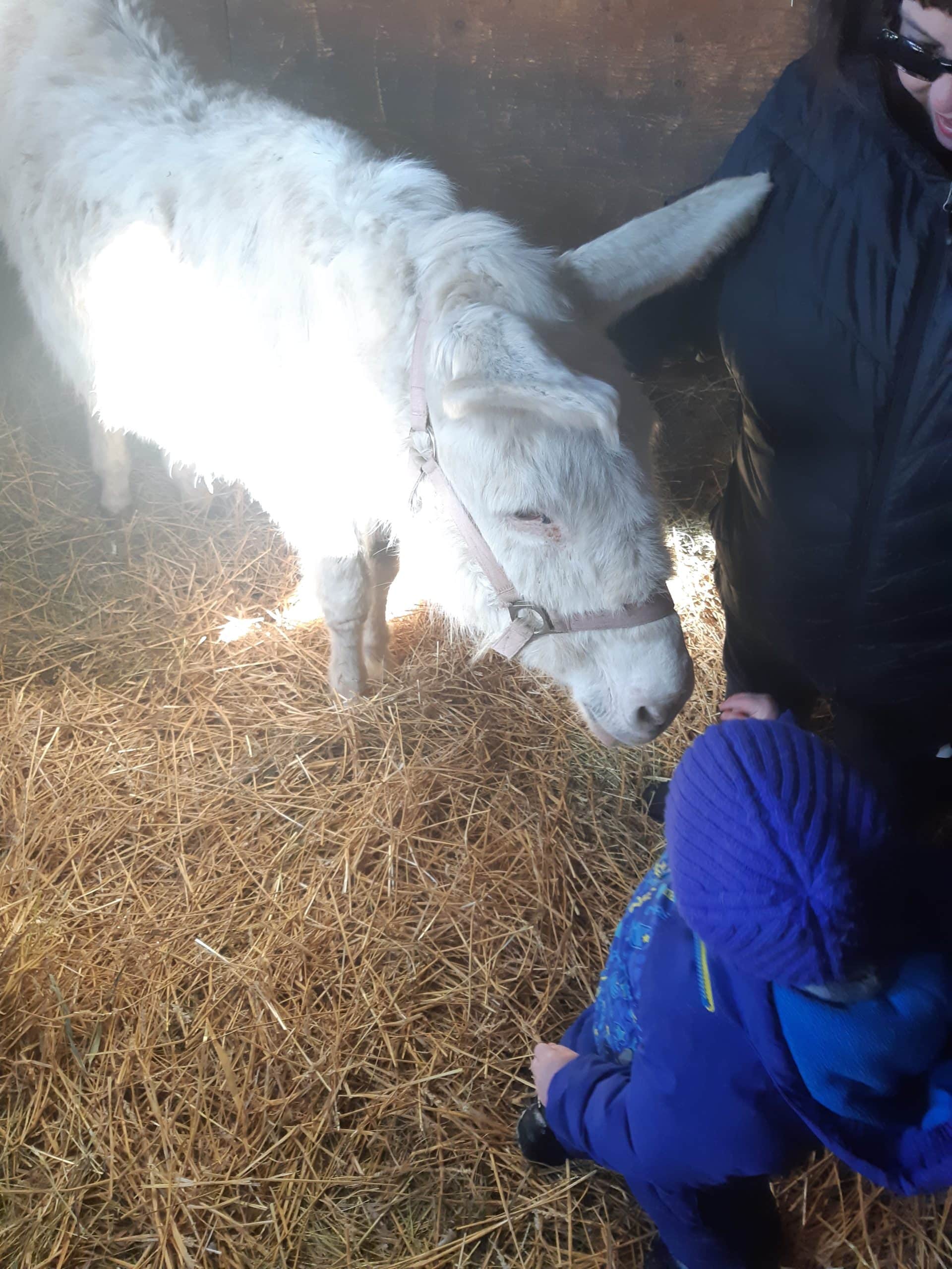 Donkey standing during a hoof-care visit with its lower legs and hooves visible