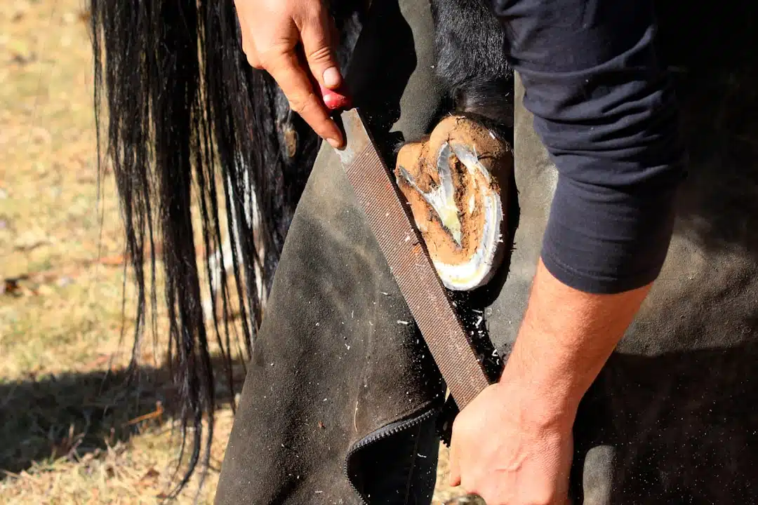 Farrier holding and examining a horse hoof during routine hoof care