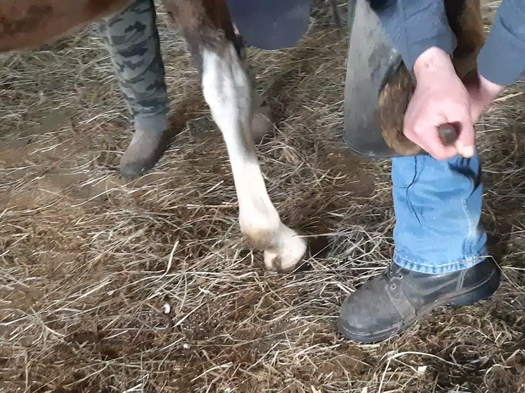 Farrier holding and examining the underside of a horse hoof during routine hoof care
