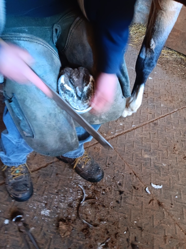 Farrier completing the finishing stages of a balanced horse hoof trim
