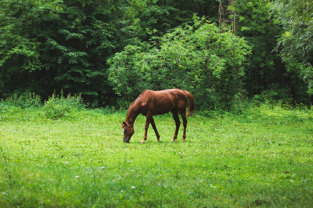 Horse grazing on green pasture, an important consideration in laminitis risk management