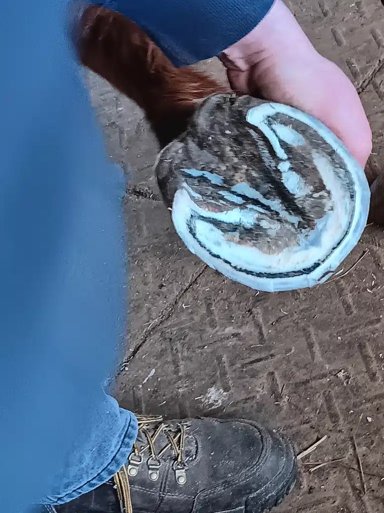 Close view of the sole, frog and white line of a horse hoof during farrier work