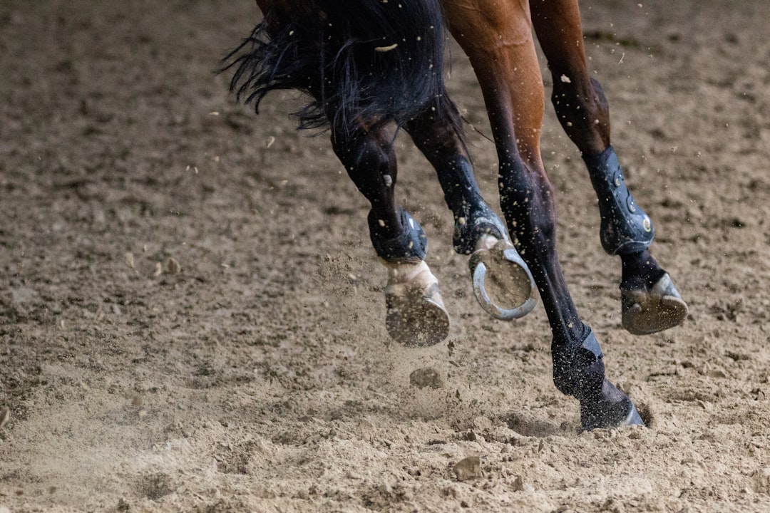 Horse moving across firm ground, showing the stride and front feet