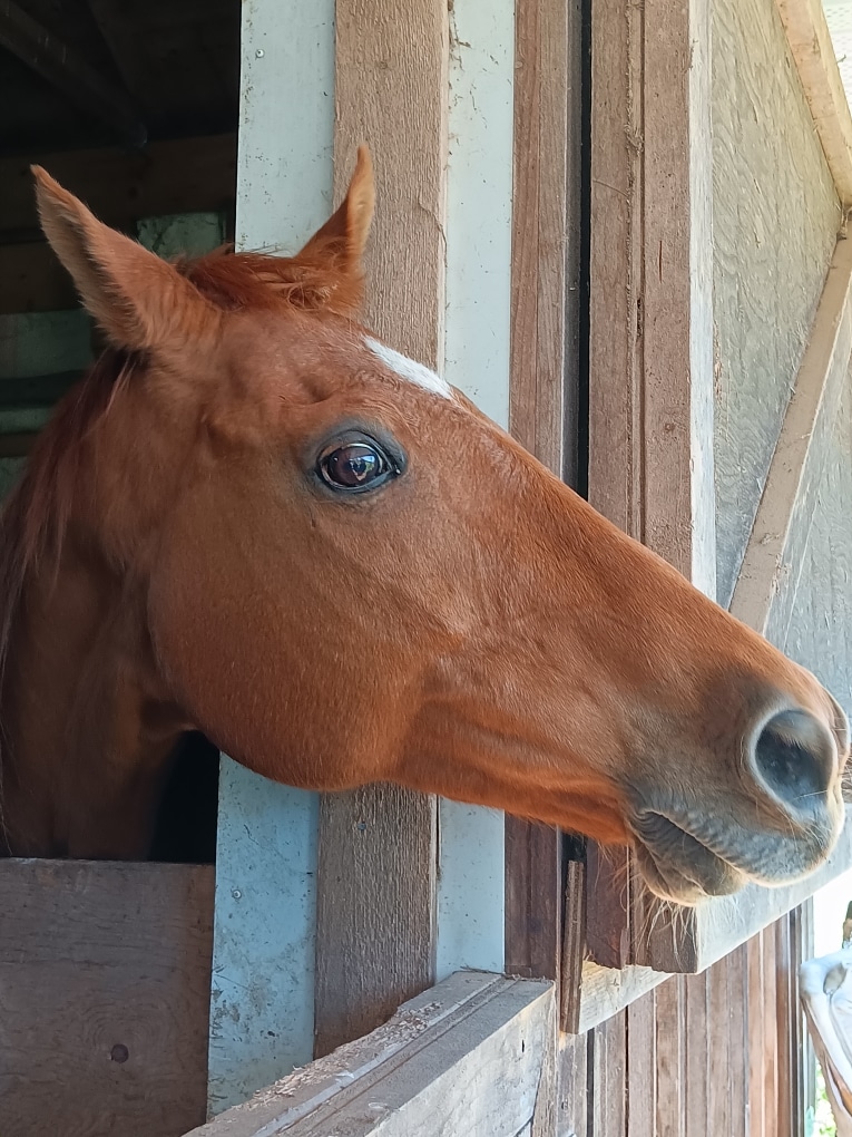 Horse looking toward the camera during a hoof-care visit
