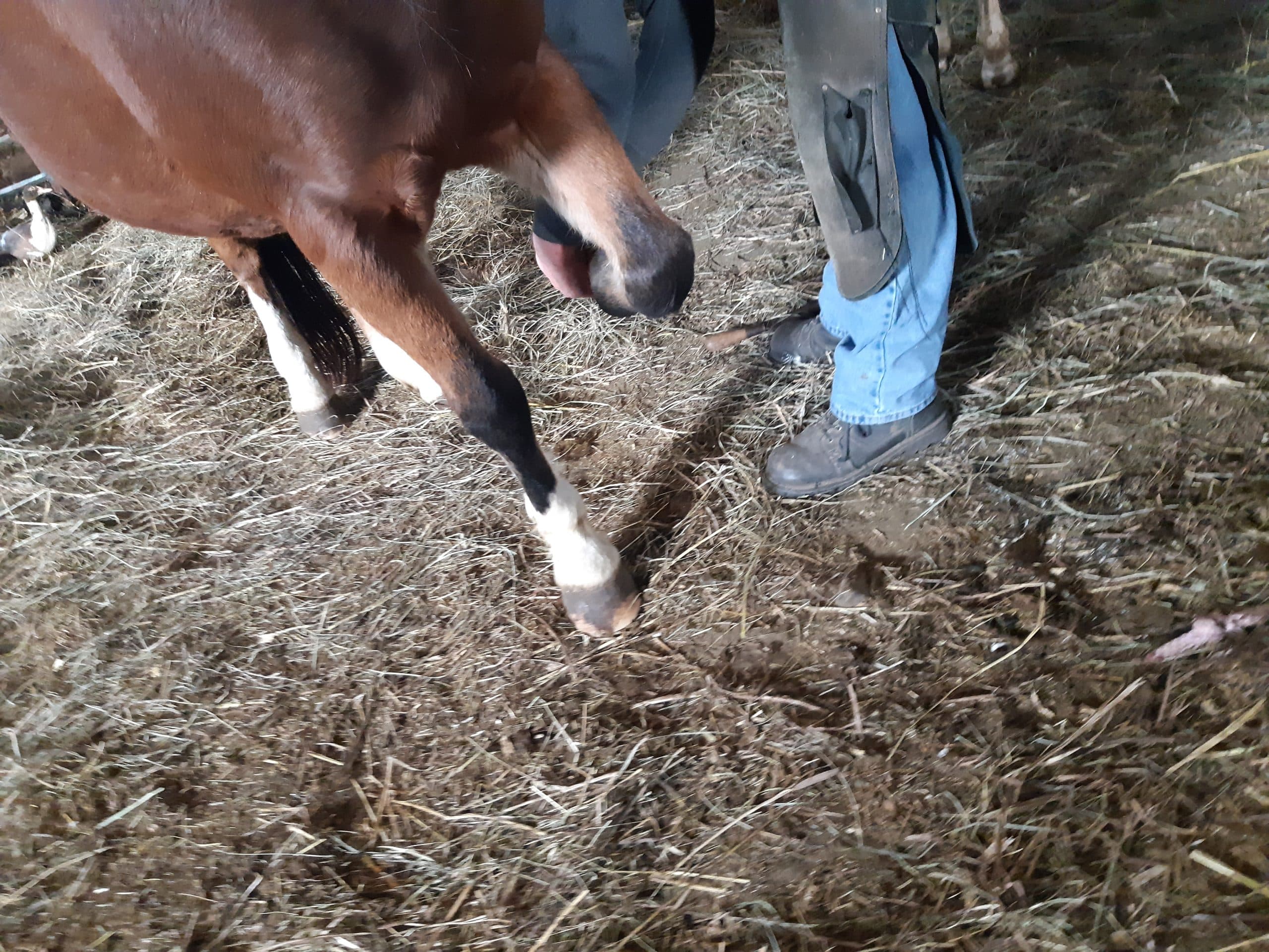 Horse standing calmly while a farrier works on a lifted hoof
