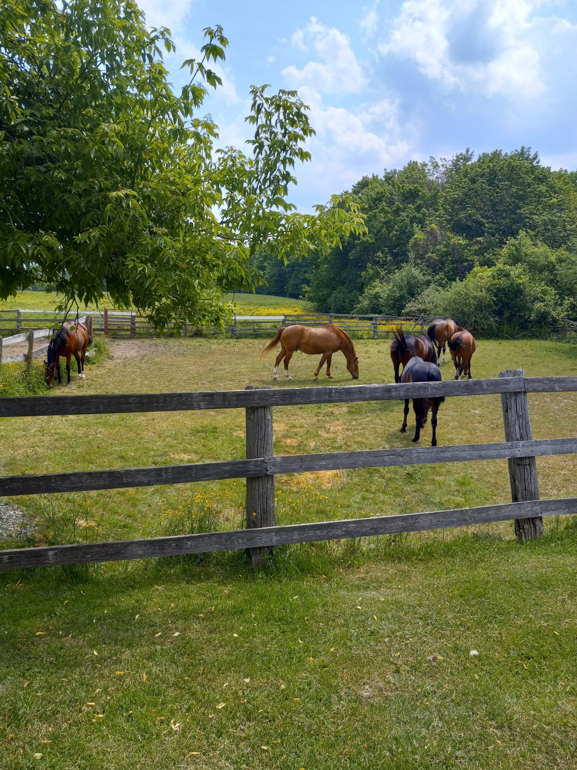 Horses grazing in an Ontario pasture