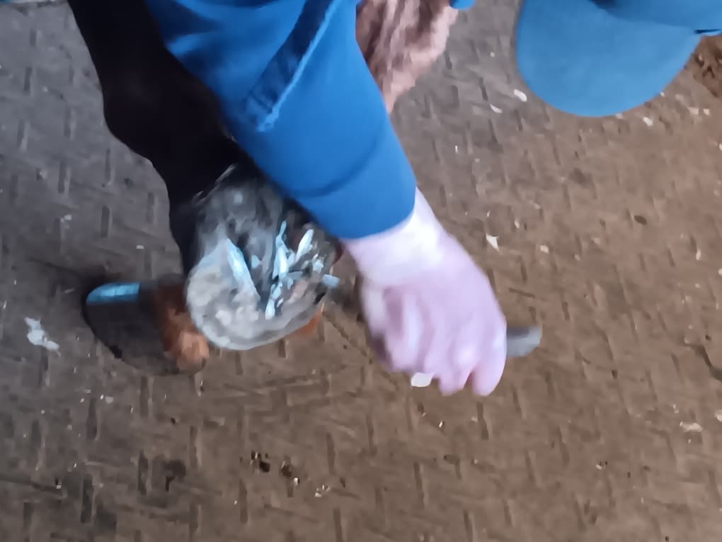 Horse hoof held up for cleaning with the sole and frog clearly visible