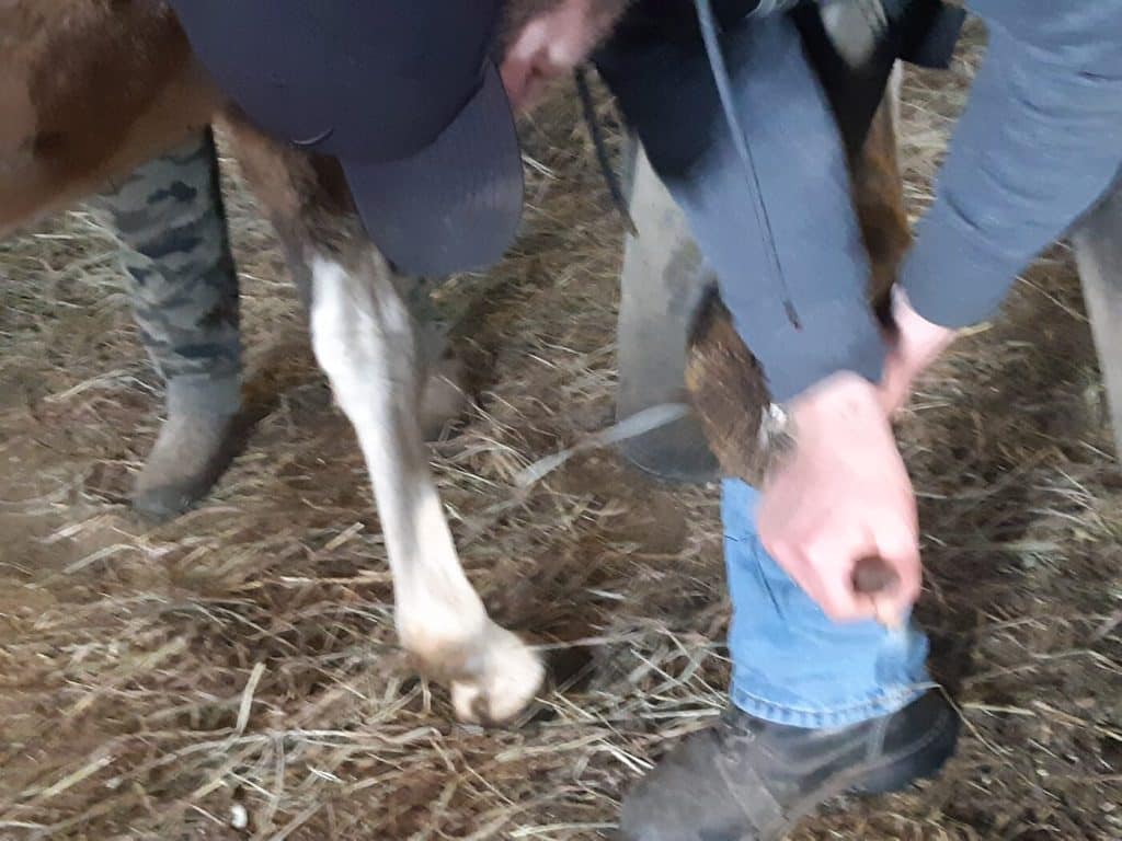 Josh Emsley working on a horse's hoof during a farrier visit