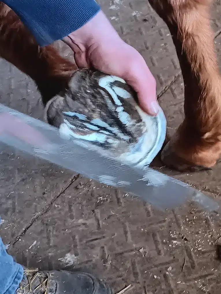 Farrier rasping the underside of a horse hoof during routine trimming